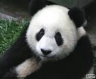 Красивый образец медведя панды с его черно-белый мех